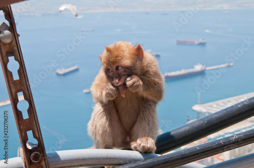 Fototapeta Berberaffe, Gibraltar, Britisches Überseegebiet