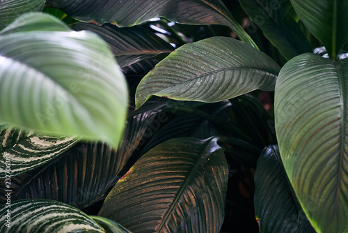 Exotic plant leaves background texture, close-up. Beautiful photo