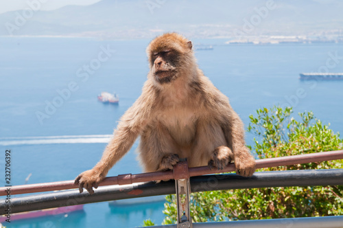 Berberaffe, Gibraltar, Britisches Überseegebiet © AndreasJ