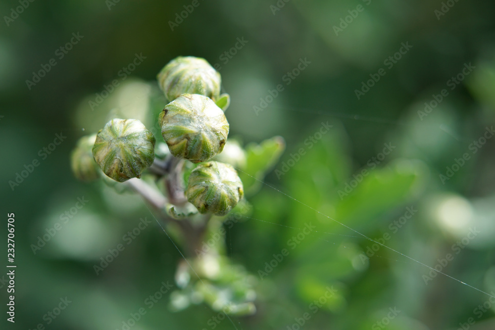 Close up of chrysanthemum flower buds. Close up of chrysanthemum flower buds.