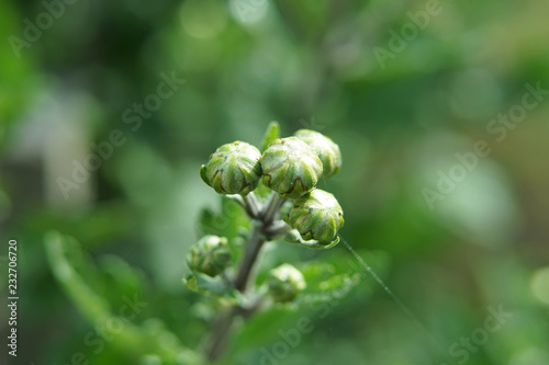 Close up of chrysanthemum flower buds.