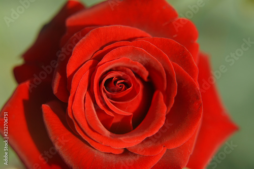 Red rose close-up.