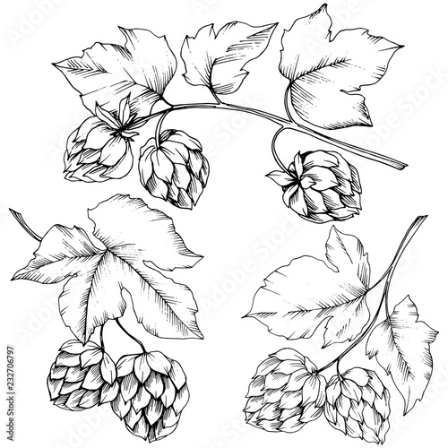 Vector. Black and white engraved humulus ink art. Isolated humulus illus