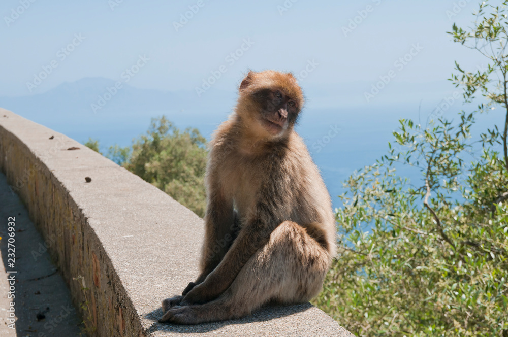 Obraz premium Berberaffe, Gibraltar, Britisches Überseegebiet