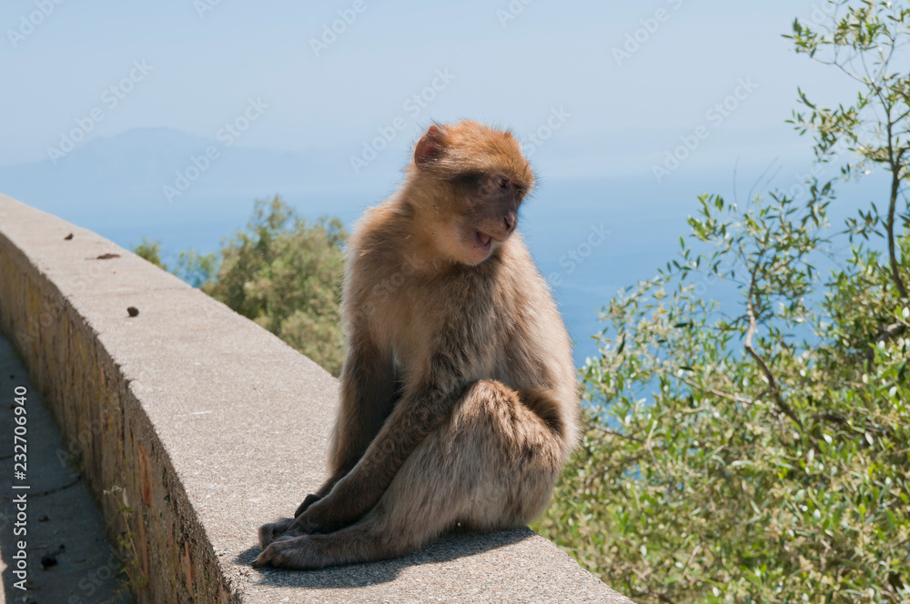 Naklejka premium Berberaffe, Gibraltar, Britisches Überseegebiet