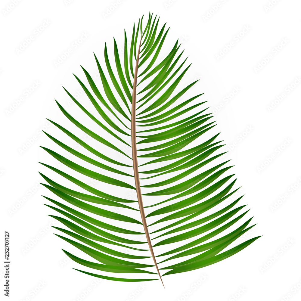Obraz premium Palm Leaf Vector Background Illustration