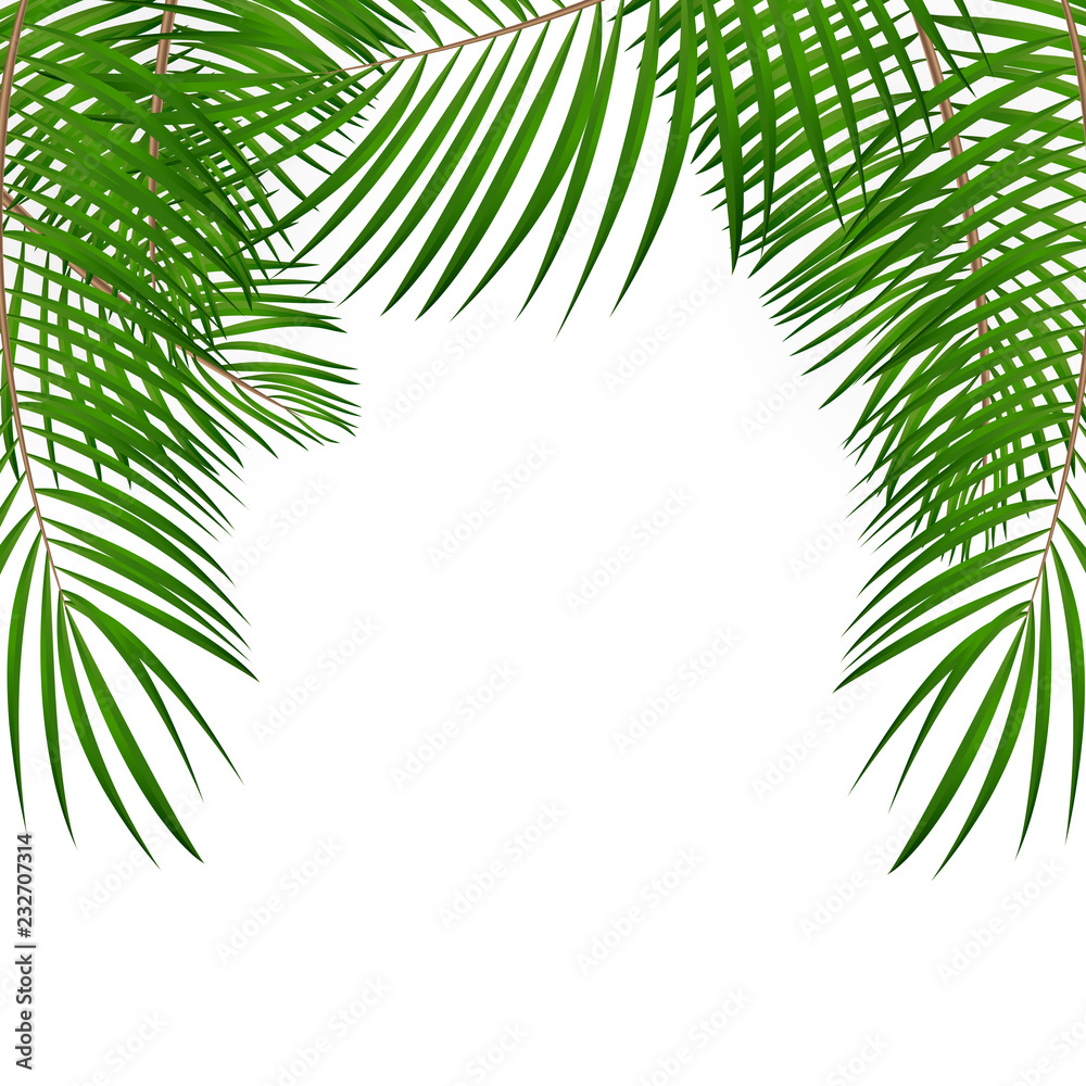 Frame with Palm Leaf Vector Background Isolated Illustration