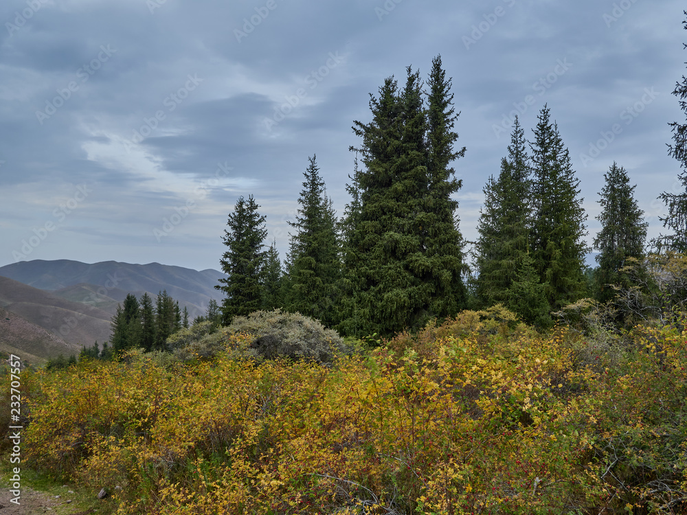 Shrub on the mountainside with Christmas trees on the photo of young mountains Shrub on the mountainside with Christmas trees on the photo of young mountains