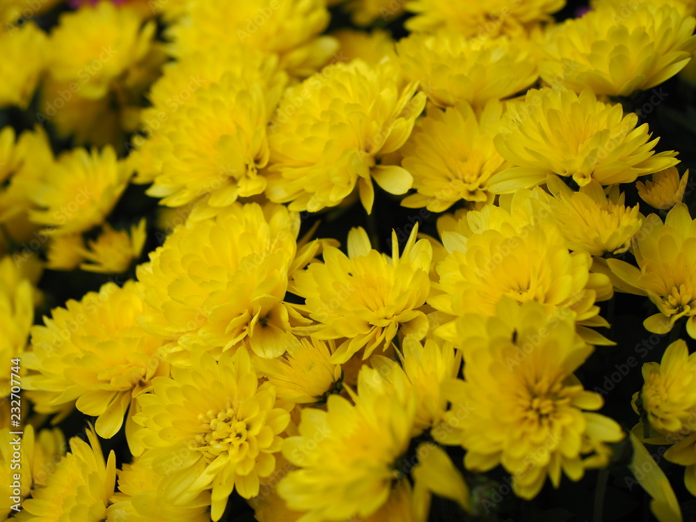 Bunch of yellow chrysanth flowers Bunch of yellow chrysanth flowers