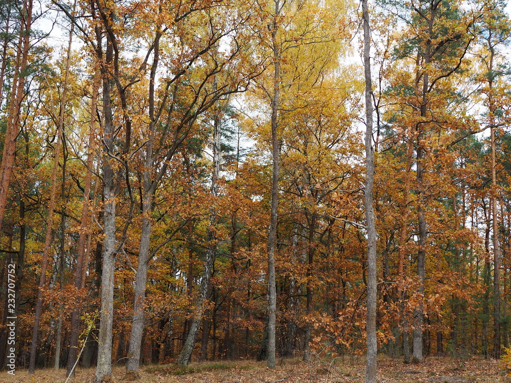 Fototapeta premium Autumn park or forest landscape 