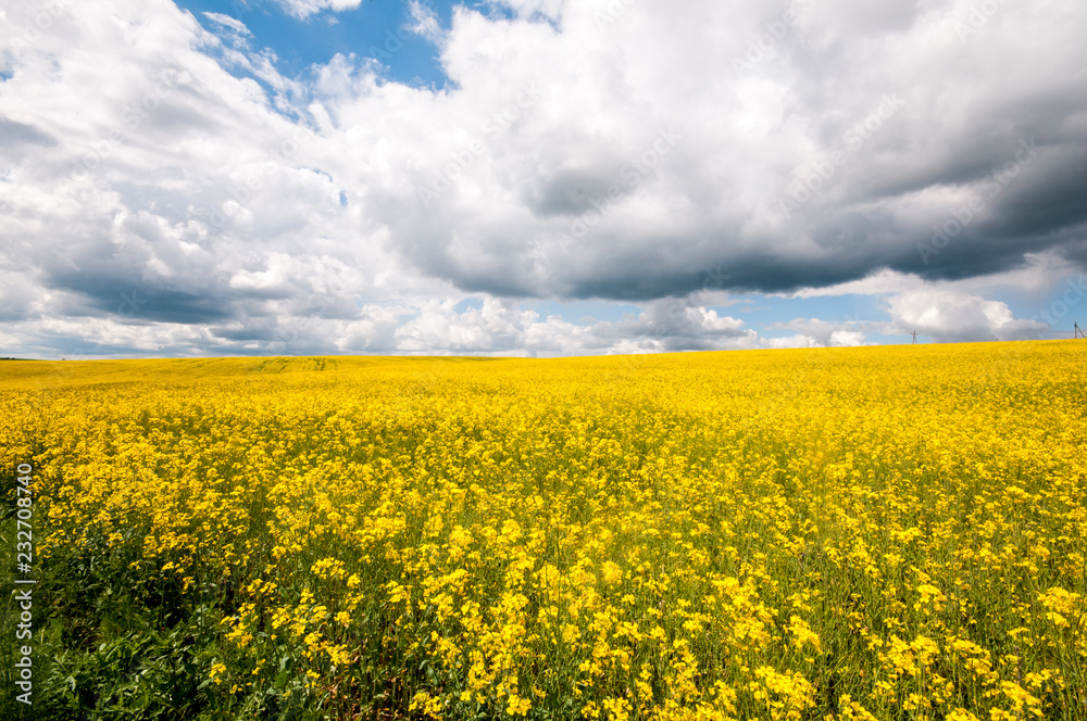 Field of flowering mustard and sky