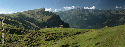 Meadows of Alp Palfries above Sargans, Switzerland
