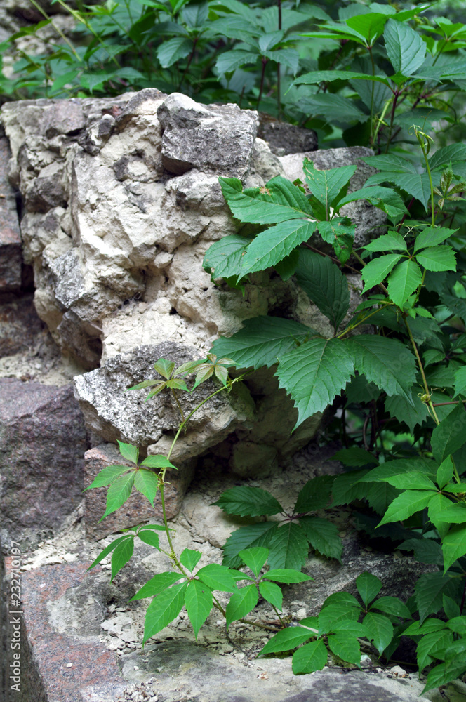 green wild grapes on the wall green wild grapes on the wall