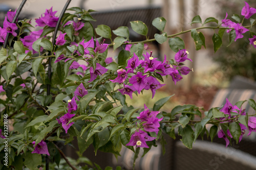 Wallpaper Mural flowers in the garden Torontodigital.ca
