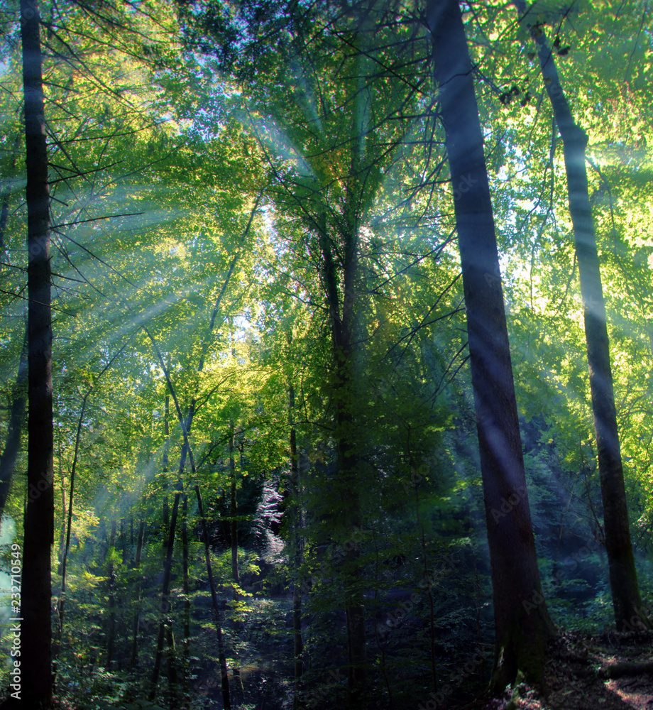 Obraz premium Flower