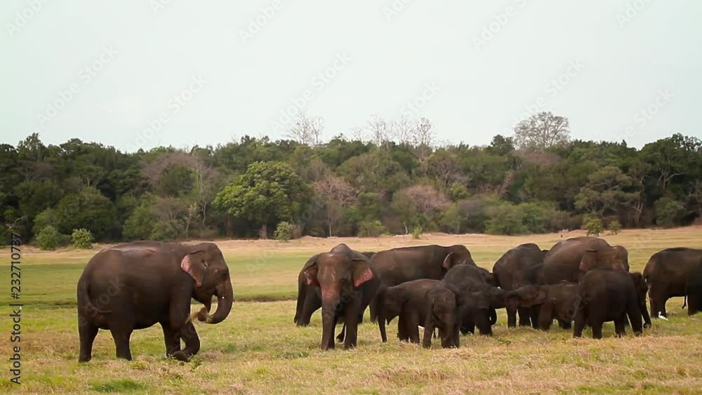 Asian Elephant in Minnerya national park, Sri Lanka - specie family of Elephantidae Asian Elephant in Minnerya national park, Sri Lanka - specie family of Elephantidae