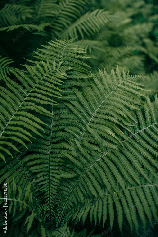 Fern bush in the forest