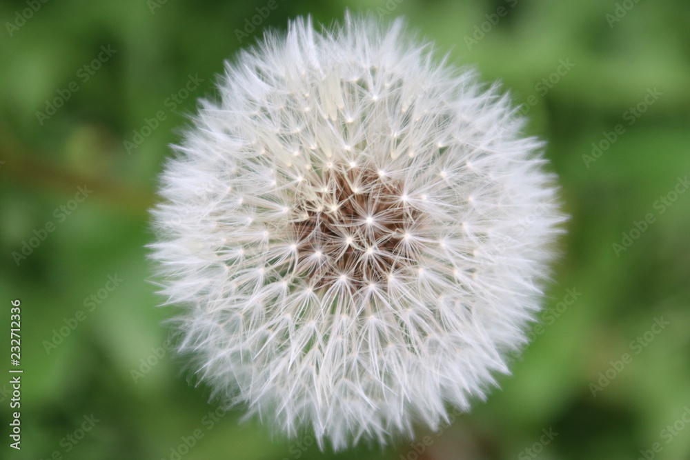 seads of blown dandelion in the A.Vogel garden in 't Harde in the Netherlands seads of blown dandelion in the A.Vogel garden in 't Harde in the Netherlands