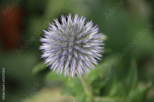 Purple flower head of the globe thistle in the A.Vogel garden in 't Harde in the Netherlands