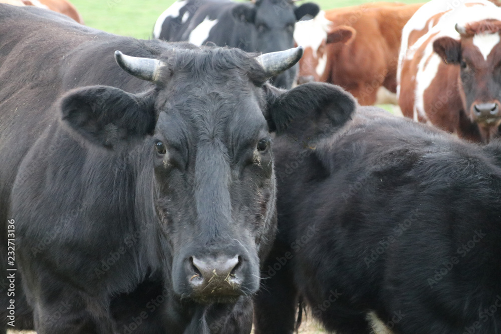 Obraz premium Black and red frysian Bulls on a meadow in Nieuwerkerk aan den IJssel in the Netherlands