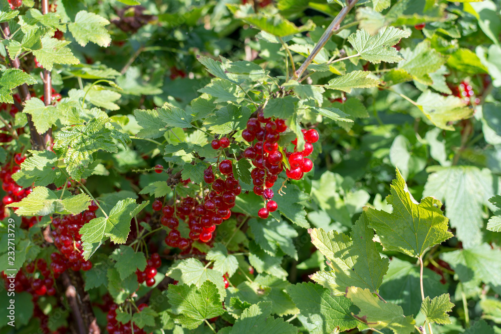 Fototapeta premium ripe red currant berries close up in garden in summer day