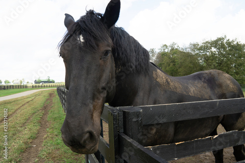 Close up of Black Horse in Lexington, Kentucky © Jesse Kunerth