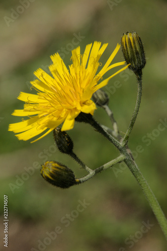 Hieracium caespitosum.; mouse-eared hawkweed on Flumserberg, Swiss Alps photo