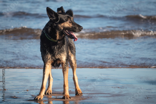 Dogs on the beach