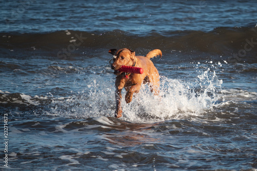 Dogs on the beach