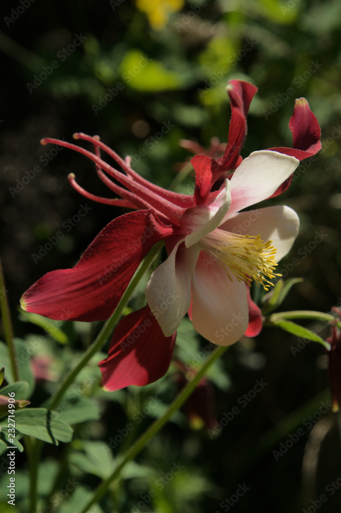 Fototapeta premium Bicoloured Aquilegia (granny's bonnet) in Swiss cottage garden