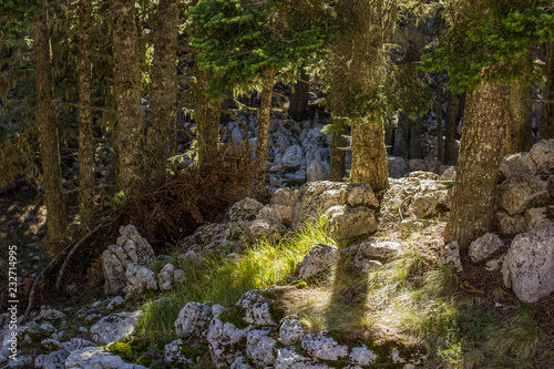 vivid deep forest mountain nature scenery landscape with stones rocks between trees and bright sun rays in morning fresh spring season weather time 