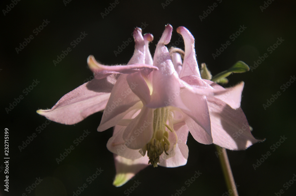 Fototapeta premium Pink Aquilegia flowering in Swiss cottage garden