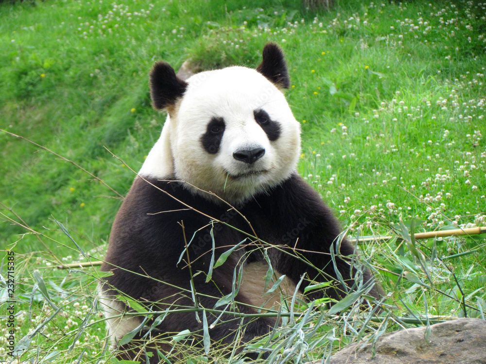 Panda watching a camera during its bamboo meal