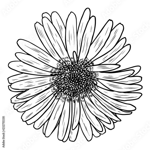 Fototapeta Naklejka Na Ścianę i Meble -  Daisy in line art style, isolated. Daisy. Hand drawn botanical flower element. Vector.