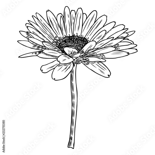 Drawing daisy flower. Floral hand drawn botanical element illustration. Vector.