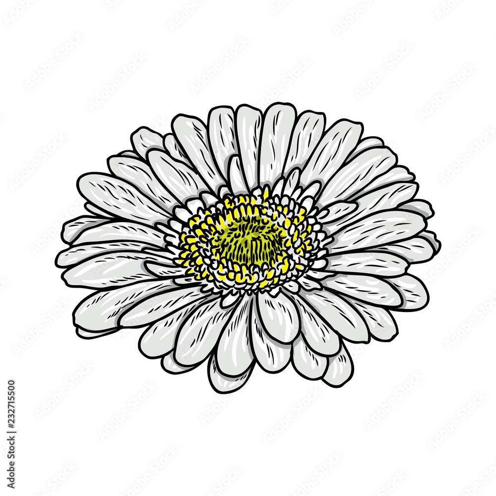 Flower bouquet drawing by color pencils Royalty Free Vector-saigonsouth.com.vn