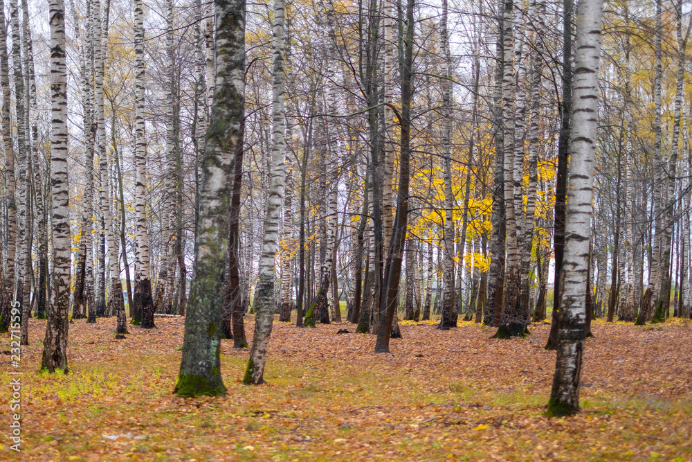 Fototapeta premium autumn in the birch grove