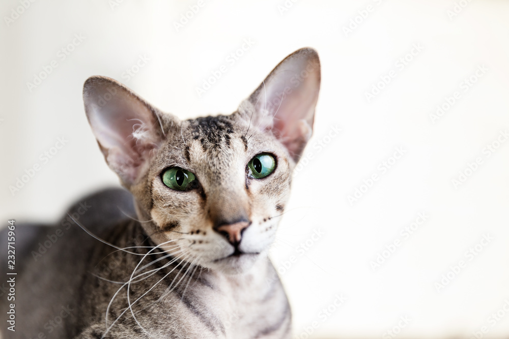 Closeup Portrait Of Oriental Cat, Domestic Pet