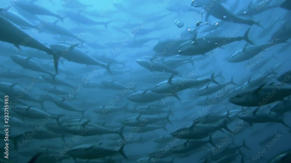 Schwarm von Blauflossen-Thunfischen in einer traditionellen Tonnara vor Sardinien