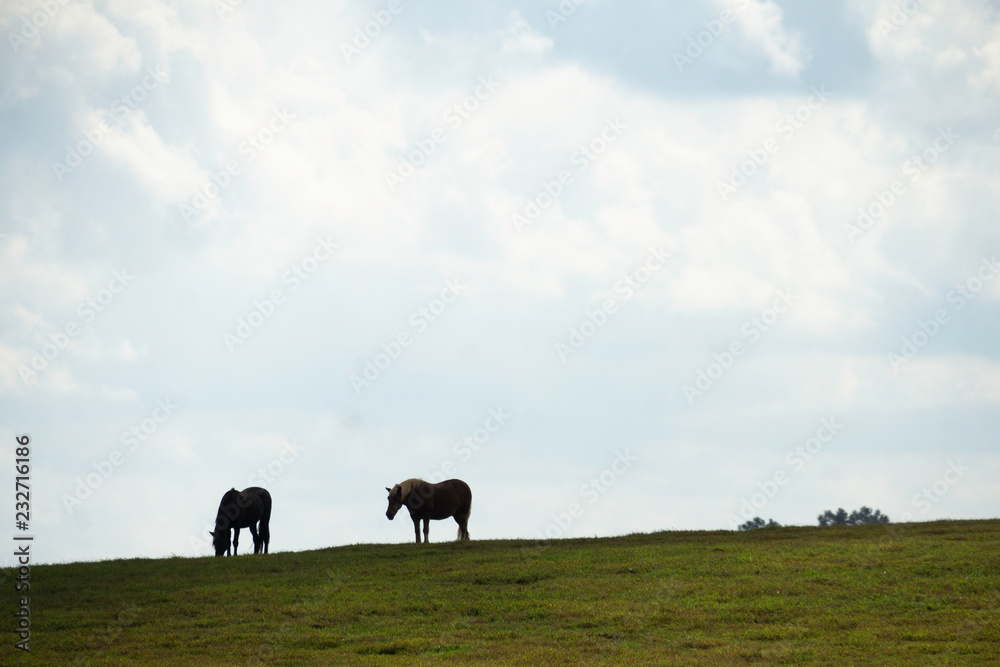 Fototapeta premium Horses on Farm in Lexington, Kentucky.