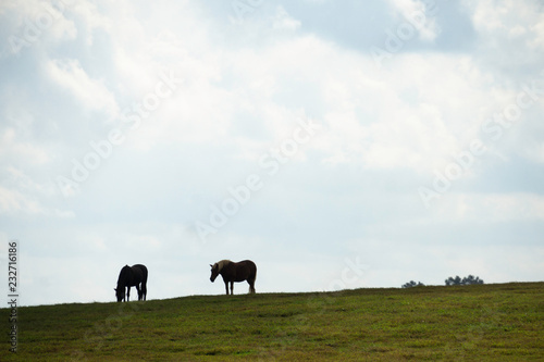 Horses on Farm in Lexington, Kentucky.