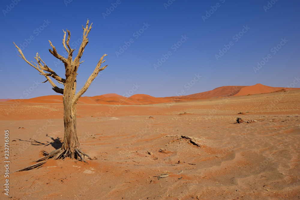 Red dune and dead tree in Sosussvlei