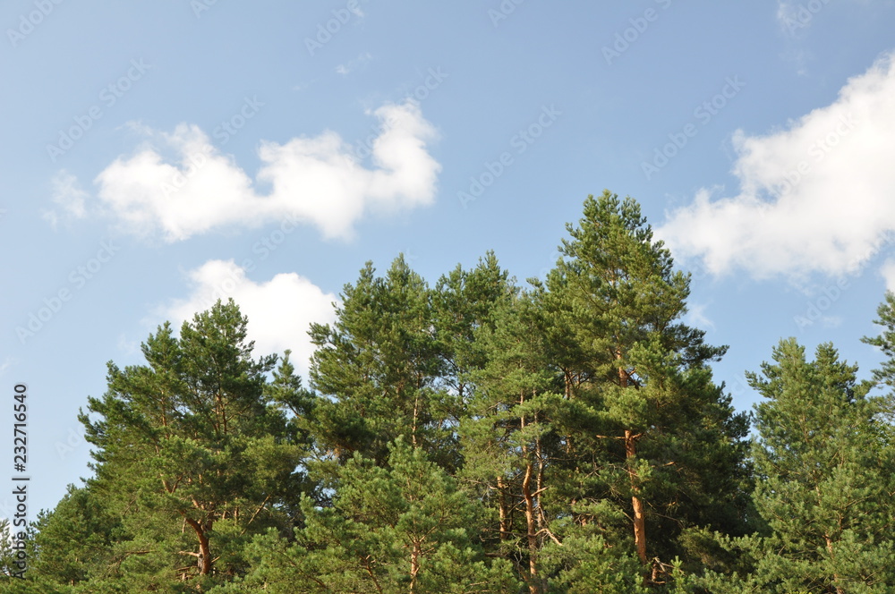 Fototapeta premium trees and blue sky
