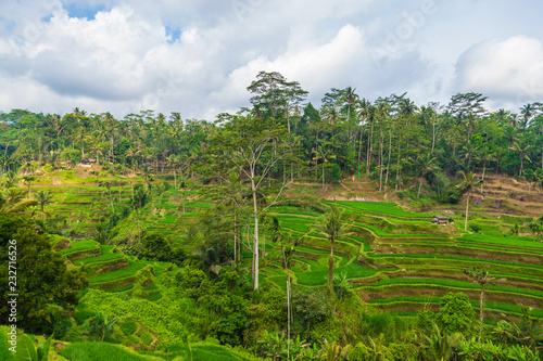 Tegallalang Rice Terraces in Ubud is famous for its beautiful scenes of rice paddies involving the traditional Balinese cooperative irrigation system. Ubud, Bali, Indonesia.