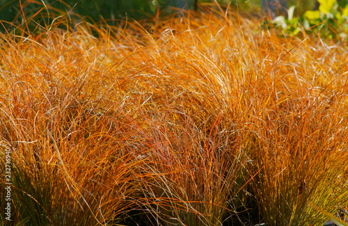 Carex testacea Prairie Fire / ornamental grass