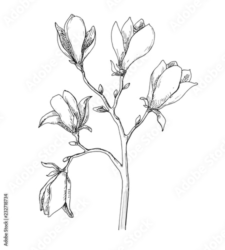 Sketch of spring flowers. Magnolia isolated on white background. Vector illustration