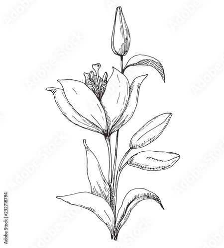 Sketch of flowers. Lily isolated on white background. Vector illustration