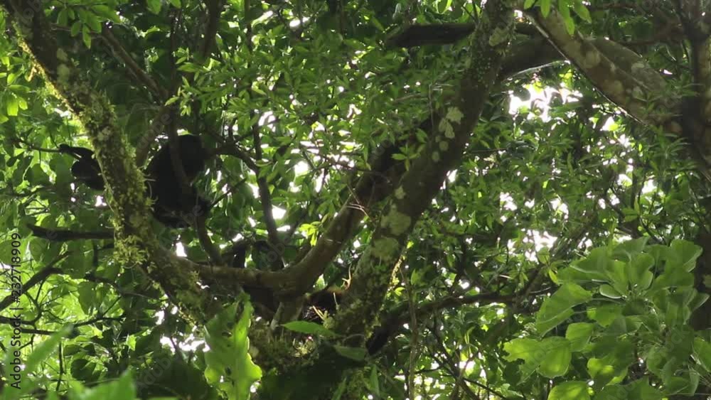 Howler monkey, Veracruz, Mexico Howler monkey, Veracruz, Mexico
