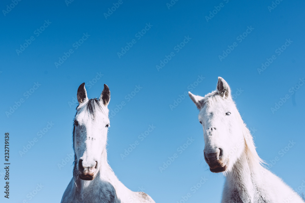 Obraz premium Couple de chevaux blanc
