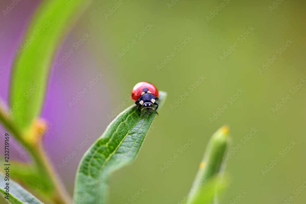 Coccinellidae Coccinellidae